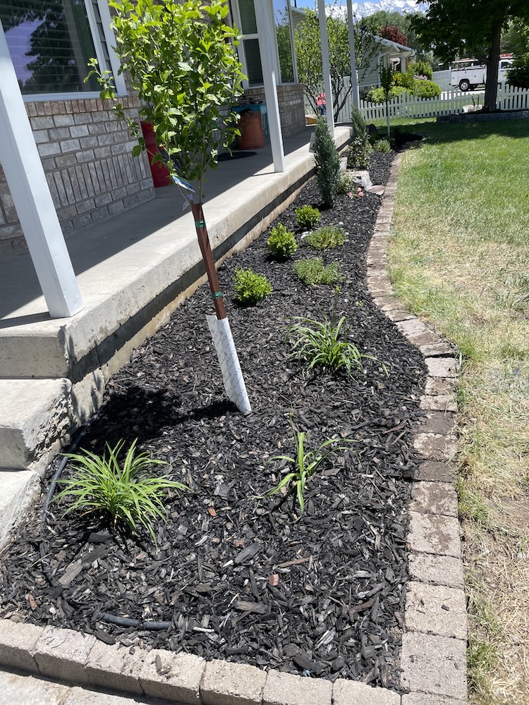 planting